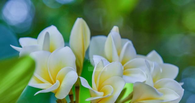 什么花象征光明？花语中代表光明的花卉有哪些？