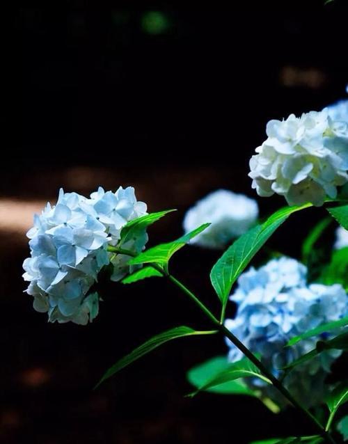 什么花代表归来？花语中归来含义的花卉有哪些？