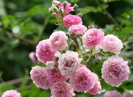 什么花代表闺蜜间的友谊？花语中闺蜜友谊的含义是什么？