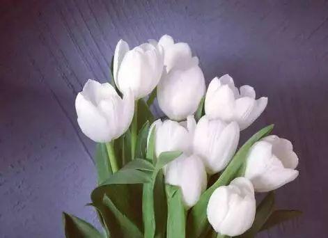 什么花代表闺蜜间的友谊？花语中闺蜜友谊的含义是什么？