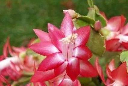 什么花象征着好运？揭秘带来好运的花卉花语是什么？