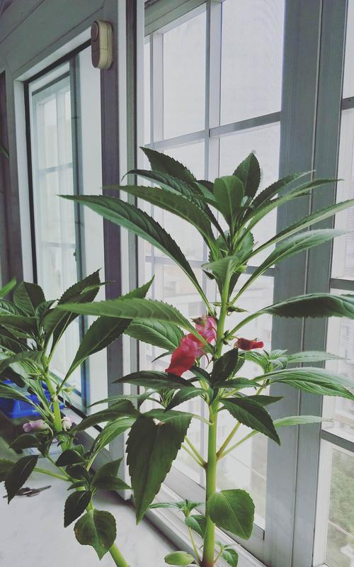 凤仙花如何生长？其生长环境条件有哪些要求？