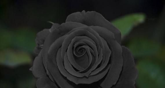 什么花的花语代表黑暗？揭秘花语中的神秘之花