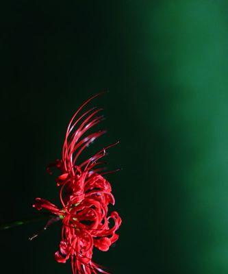 什么花的花语代表黑暗？揭秘花语中的神秘之花