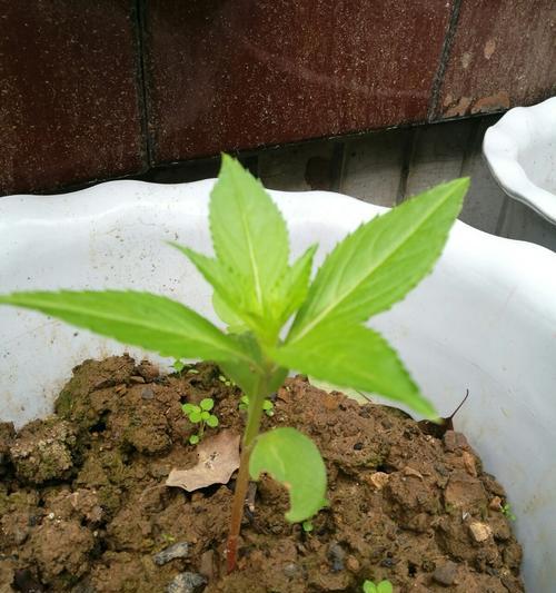 凤仙花的生长周期是多长时间？如何正确养护以延长花期？