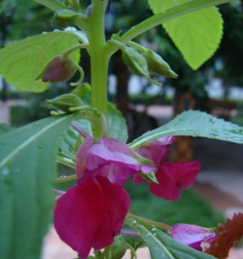 凤仙花多久浇一次水？如何正确浇水以促进生长？