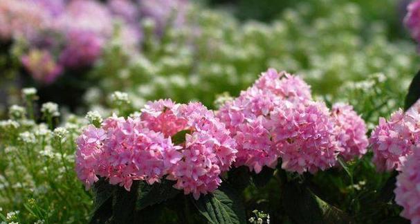 什么花代表后悔的花语？如何用花卉表达遗憾？