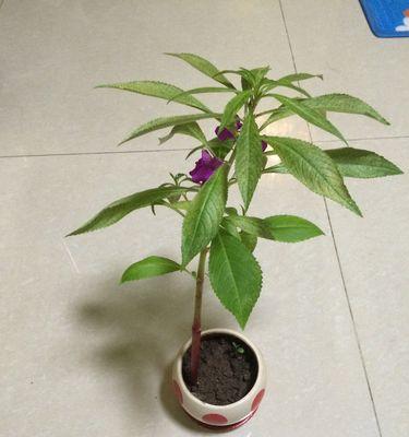 凤仙花多久开花一次？如何正确养护以促进花期？