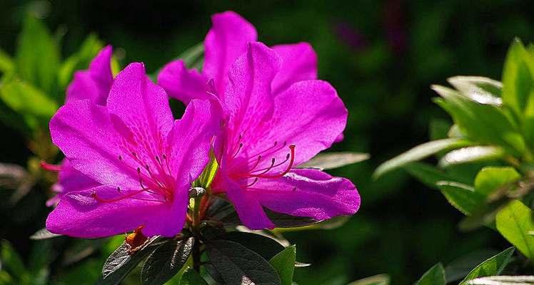 什么花的花语代表欢迎？欢迎花有哪些种类？