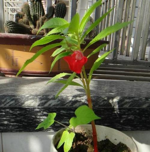 凤仙花多久开花一次？如何正确养护以促进花期？