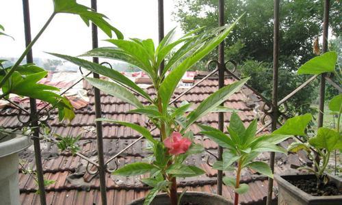凤仙花多久开花一次？如何正确养护以促进花期？