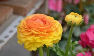 什么花的花语代表欢迎？欢迎花有哪些种类？