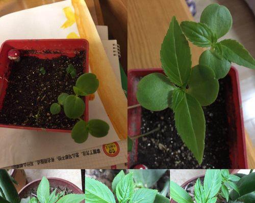 凤仙花浇水频率是多少？几天浇一次水最合适？
