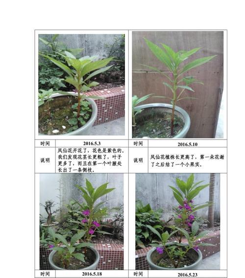 凤仙花浇水频率是多少？几天浇一次水最合适？