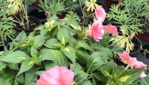 凤仙花浇水频率是多少？几天浇一次水最合适？
