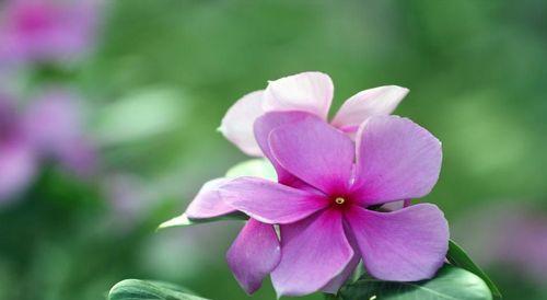 什么花代表回忆？揭秘花语背后的含义是什么？