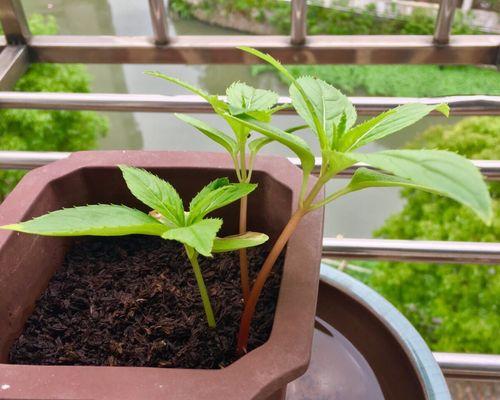 凤仙花最佳种植时间是什么时候？种植后如何管理？