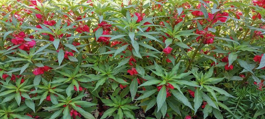 凤仙花最佳种植时间是什么时候？种植后如何管理？