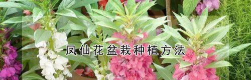 凤仙花最佳种植时间是什么时候？种植后如何管理？