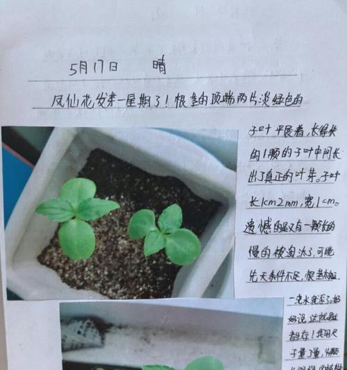 凤仙花浇水应该注意什么？如何正确进行？