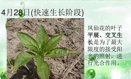凤仙花浇水应该注意什么？如何正确进行？