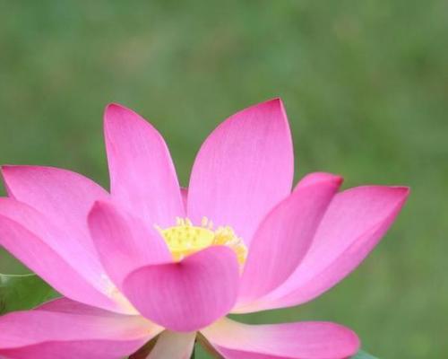 什么花的花语代表吉祥如意？揭秘吉祥花语背后的故事？