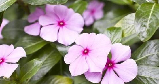 什么花代表记忆的花语？记忆之花有哪些？