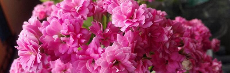 什么花代表家人的爱？花语中家人含义的花卉有哪些？