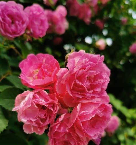 什么花代表家人的爱？花语中家人含义的花卉有哪些？