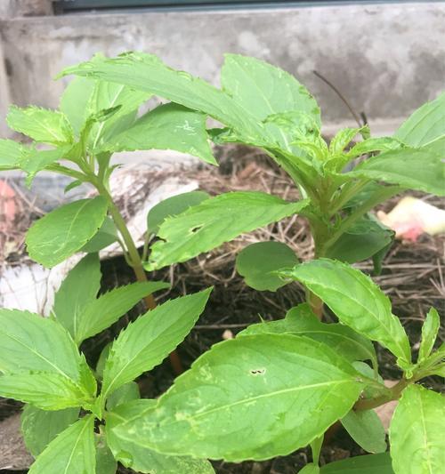 凤仙花烂叶子怎么办？如何有效预防和处理？