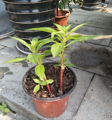 凤仙花烂叶子怎么办？如何有效预防和处理？