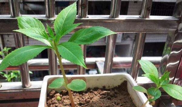 凤仙花晒太阳需要注意什么？晒太阳对凤仙花生长有何影响？
