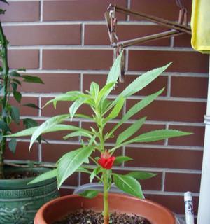 凤仙花晒太阳需要注意什么？晒太阳对凤仙花生长有何影响？