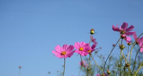 什么花代表加油努力？花语中有哪些鼓励的含义？