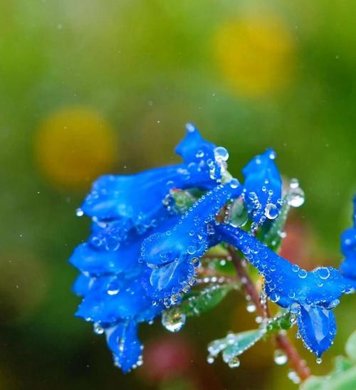 什么花代表加油努力？花语中有哪些鼓励的含义？