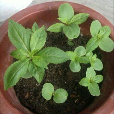 凤仙花盆栽用多大的盆合适？如何选择合适的花盆尺寸？