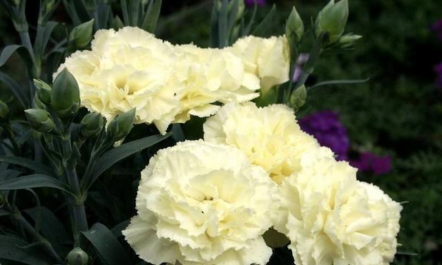什么花代表坚持？花语中坚持的花有哪些？