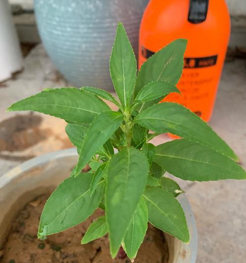 凤仙花什么时候开花？如何延长花期？