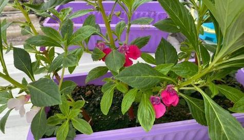 凤仙花什么时候开花？如何延长花期？
