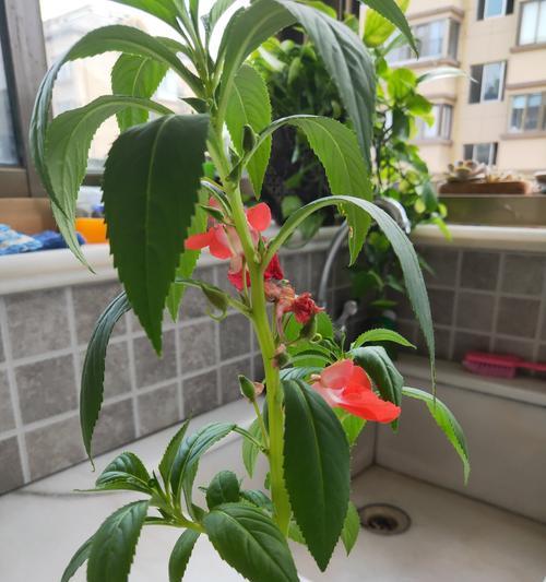 凤仙花什么时候开花？如何延长花期？