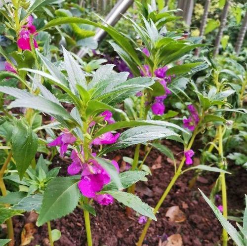 凤仙花的花期是什么时候？从几月到几月开花？
