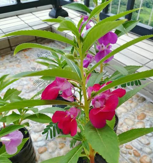 凤仙花的花期是什么时候？从几月到几月开花？