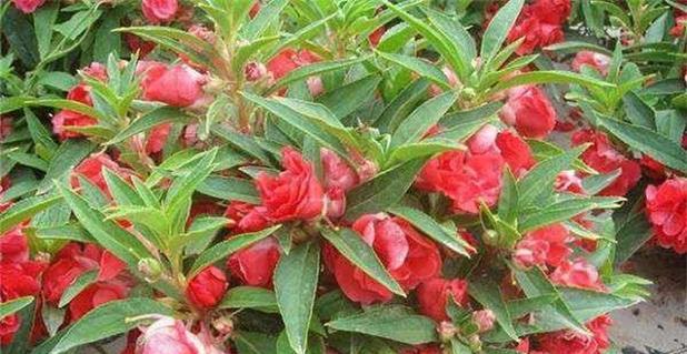 凤仙花的花期是什么时候？从几月到几月开花？