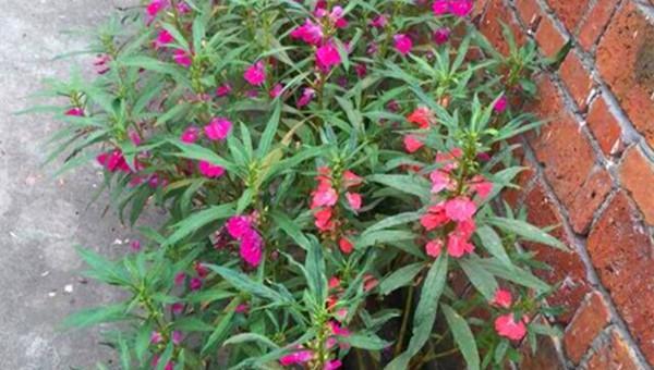 凤仙花最佳种植季节是什么时候？种植后如何照料？