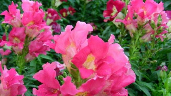 凤仙花最佳种植季节是什么时候？种植后如何照料？