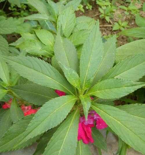 凤仙花最佳种植季节是什么时候？种植后如何照料？