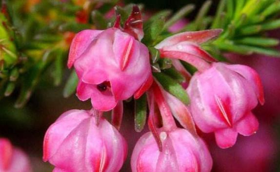 什么花象征着坚强不屈？花语中有哪些代表坚韧的花卉？