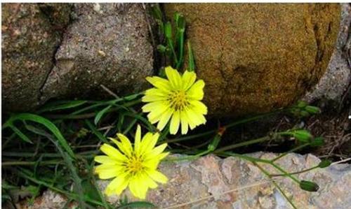 什么花象征着坚强不屈？花语中有哪些代表坚韧的花卉？