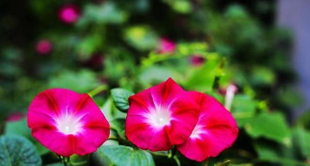 什么花代表坚韧不拔？揭秘坚韧花语的花卉有哪些？
