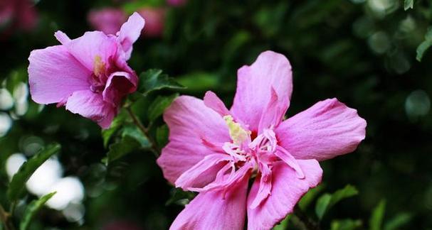 什么花代表坚韧不拔？揭秘坚韧花语的花卉有哪些？